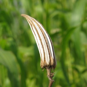 ladyfinger 2981856 640 ladyfinger 2981856 640