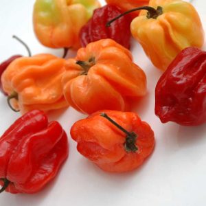 piment antillais 1 piment antillais 1